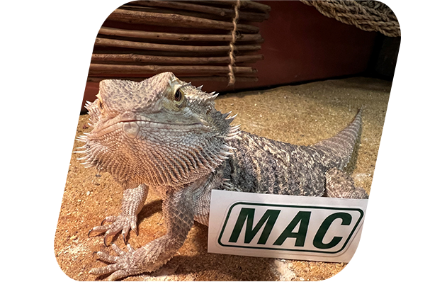 Rigatoni, the Bearded Dragon